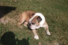 maude 10yrs.webp