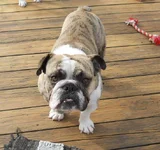 Pork 3 yrs old.webp