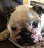 Beau face.webp
