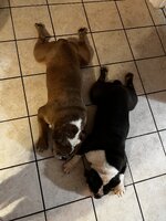 IMG_7433.jpeg