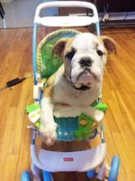 Lola first year one 051.webp
