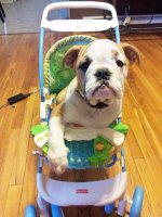 Lola first year one 051.jpg Lola first year one 051.jpg