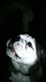 FRANKLIN BEGGING.webp