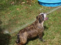 Zelda at play.webp