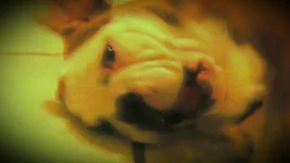 GROWLING FRANKLIN.webp