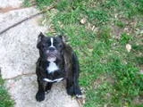 zoltan 4-10-08.webp