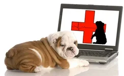 pet-disaster-plan.webp