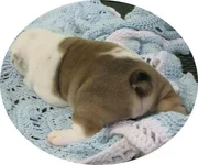 baby Zam butt.webp