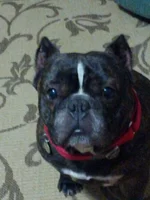 Zoltan at 5.webp
