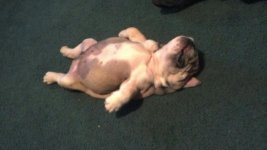 moe sleeping on his back.jpg moe sleeping on his back.jpg