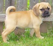 puggle.jpg