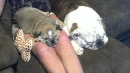 Molly and Moe on my lap.jpg Molly and Moe on my lap.jpg
