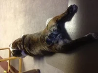 Tush 1.webp