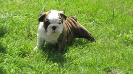 Mark Kolk boy 016.webp