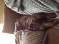 Tush 2.webp