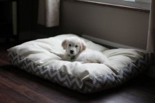 dogbed1.jpg