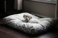 dogbed1.webp