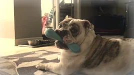 blueboneboy.webp