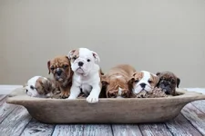 puppies.webp