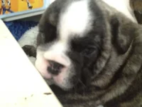 Seamus 4 weeks 4.webp