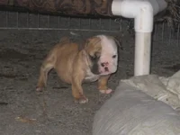 BabyDiesel.webp