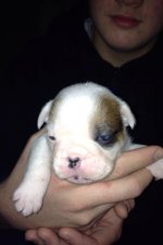 Bongo at 4 weeks.jpg