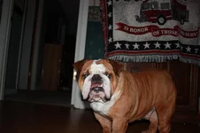 Cooper 3rd birthday 005.webp