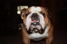 Cooper 3rd birthday 010.webp
