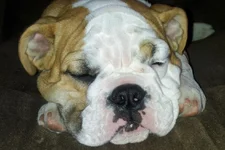 Lola first year one 009.webp