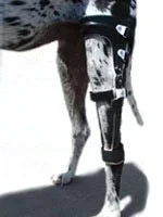 luxatingpatellabrace.webp