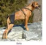 bella_old.webp