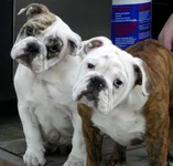 Babies.webp