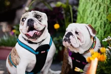 Wilbur-Leyla-2.webp