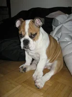4kk.webp