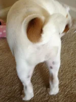 ImageUploadedByTapatalk1332623009.043660.webp