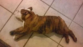 FRANKLIN SIDE SHOT 14 WEEKS 25 LBS.webp