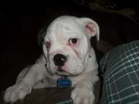Oliver 5 months.webp