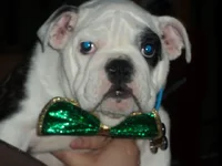 Sebastian St Patty's 2011.webp