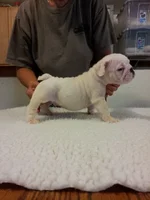 Winston July 25, 2012.webp