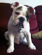 Bongo 4months 20lbs.webp
