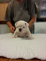 Winston July 25, 2012 pic 5.webp