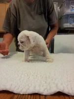 Winston July 23, 2012 pic 2.webp
