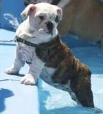 pool (426x640).webp