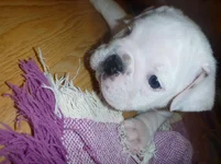 Winston close up 2.webp