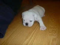 Winston chillin July 26.webp