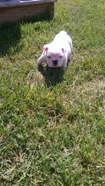 Winston in the grass July 26.webp