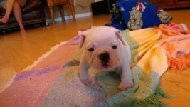 Winston July 26 pic 2.webp