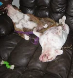 bea, spark upside down couch.webp