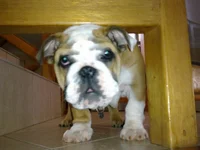 24012012177.webp