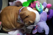 Lola first year 065.jpg Lola first year 065.jpg